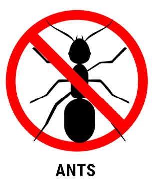 Pest Control - Ant extermination