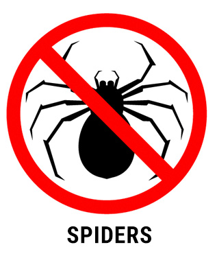 Pest Control - spider extermination